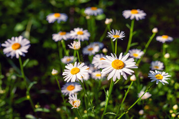 White daisies in the garden, selective focus.