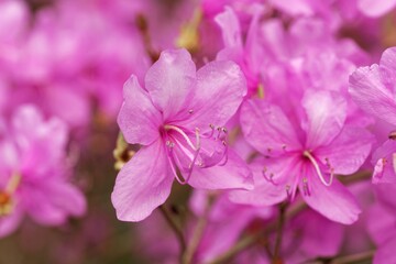 Mrs. Farrers rhododendron, Rhododendron farrerae