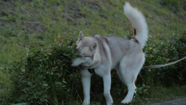 funny red husky dog with leash walks along low green bushes