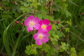 Fototapeta premium Flowers of rosehip growing in nature. Close up.