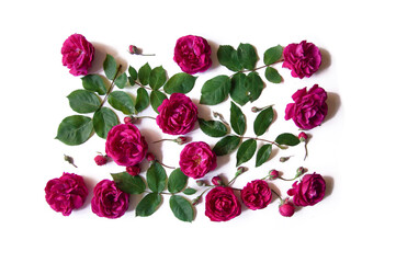 Flowers composition. Rose flowers on white background. Flat lay, top view