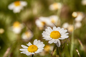 Wild flower. Little chamomile or daisy flowers in spring on a meadow. Closeup.