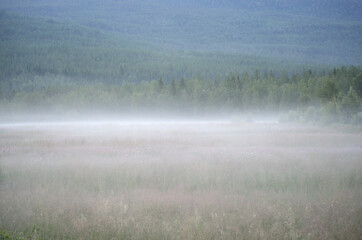 thick summer fog at night over field and trees