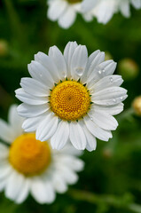 Obraz premium Wild flower. Little chamomile or daisy flowers in spring on a meadow. Top view. Closeup.