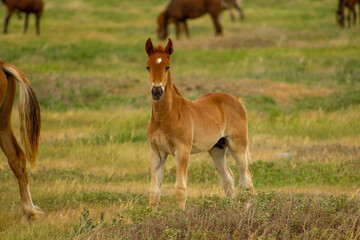Naklejka na ściany i meble Red foal on a green field among large horses.