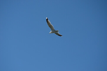majestic seagull on blue summer sky