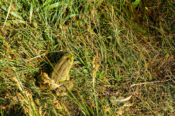A green frog sitting on the grass near the lake in the early morning.