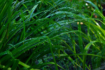 Green grass in the meadow on a cloudy morning with drops of water from morning rain.