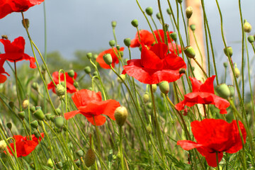 red poppies in the field,field, flower, red, nature, flowers, poppies,bloom, colorful,meadow, spring, green,  