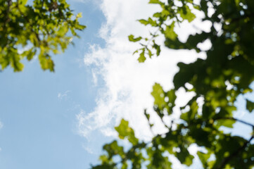 View of the blue-blue transparent saturated sky through the branches of an oak tree. The blurred foreground. Snow-white cloud. Blue juicy sky.