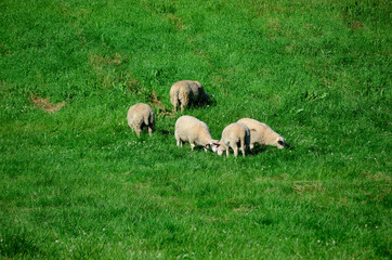 sheep grazing on vibrant green pasture in summer sunlight