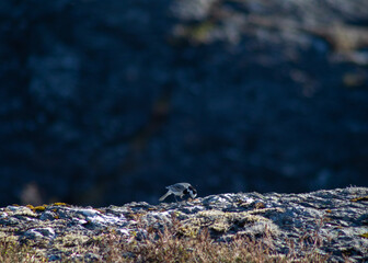 White wagtail eating a bug on a rock in the wild