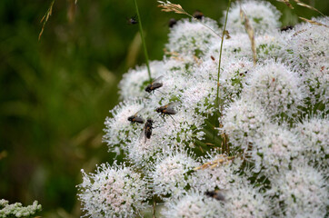 flies on white wildflower in summer