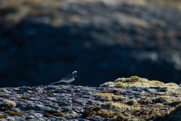 White wagtail standing on a rock with moss in the wild