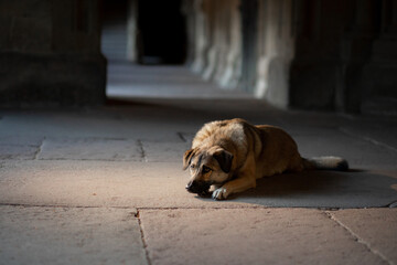 Obraz premium Obedient dog in the city. Pet for a walk. European city.