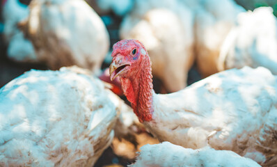 Breeding turkeys on a farm. White turkey portrait walking in paddock. Flock of Turkeys walking in paddock on farm. Pasture raised turkey on a farm.