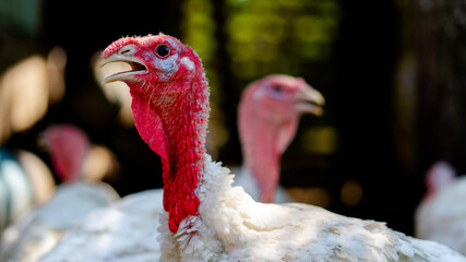 Breeding turkeys on a farm. White turkey portrait walking in paddock. Flock of Turkeys walking in paddock on farm. Pasture raised turkey on a farm.