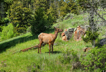 Elk in a meadow in Yellowstone Park.
