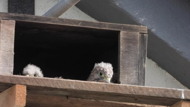 Turnfalken (Falco tinnunculus) am Nistkasten