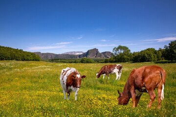 Naklejka premium Cows grazing on the Helgeland coast in Nordland county