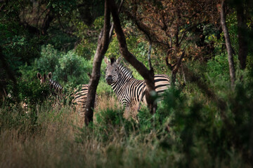 Fototapeta na wymiar A zebra looks back through the trees