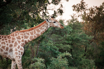 A giraffe's head and neck appears in the frame 