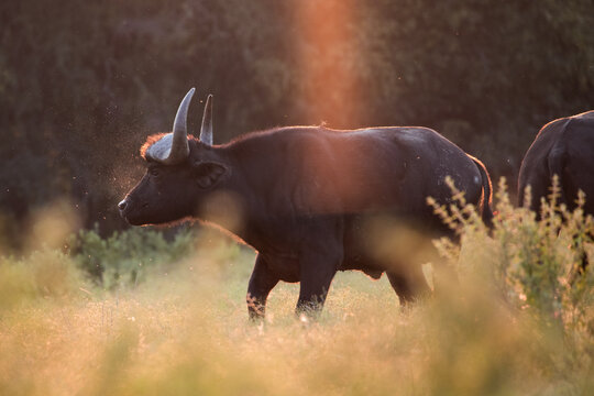 Cape buffalo snorting with the backlight from the sun catching the saliva spray