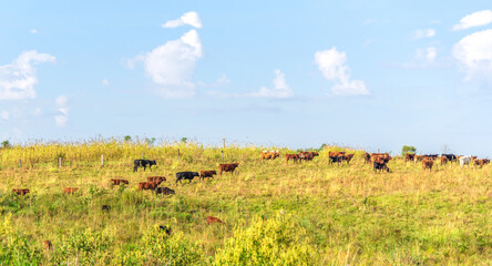 Fototapeta na wymiar Pasture field and cattle herd feeding in the field