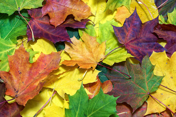 Naklejka na ściany i meble Full frame image of the bright colorful maple leaves, close up view. Natural botanical texture, wallpaper or background for autumn design
