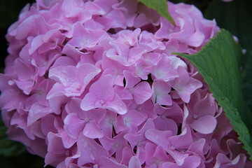 Close-up of hydrangea flowers. An intense pink color. Flowers in drops of rain or dew. Purity and integrity.