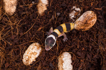 Cute leopard gecko hatching of egg. Little lizard (Eublepharis Macularius).