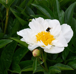 Bumblebee collecting pollen on a white peony III