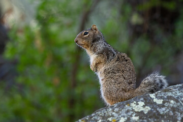 Naklejka na ściany i meble Rock Squirrel in southern Arizona.