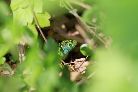 lezard a deux raies