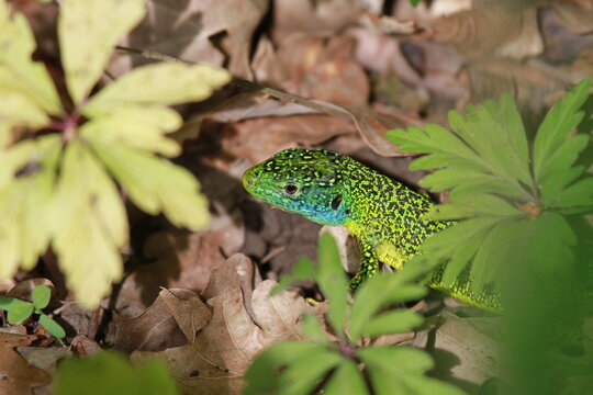 lezard a deux raies