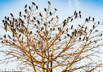 Aves sobre el arbol en un atardecer en Sonora