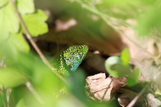 lezard a deux raies