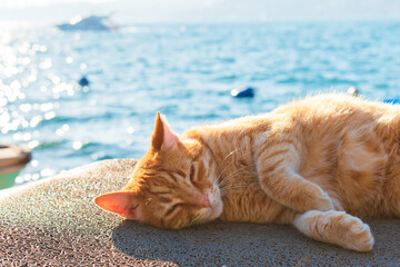 Yellow and red colored cat sitting on the beach. Stray cat sleeping on the beach, fishing dock....