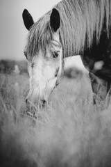 Pferd im langen Gras