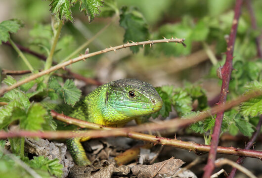 l&eacute;zard &agrave; deux raies