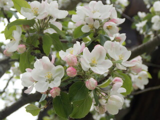apple tree blossom