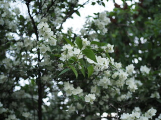 close up of jasmine flowers in a garden