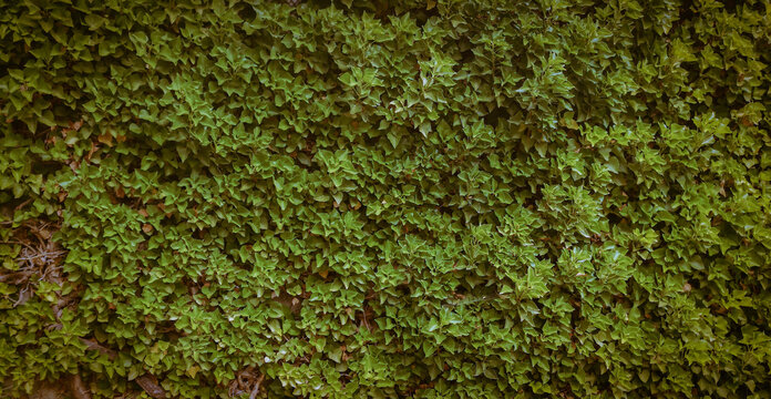 green grass texture