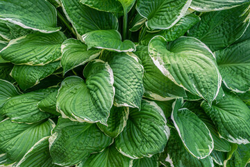 floral background of hosta albomarginata close up
