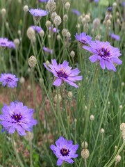 Wildflowers Daisies 1