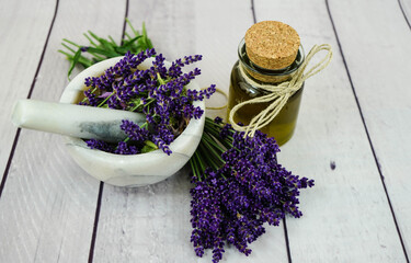 Schmalblättrige Lavendel - Lavandula angustifolia