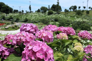 Obraz premium かざはやの里 満開のアジサイ園