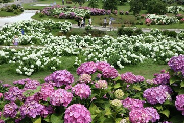 かざはやの里　満開のアジサイ園
