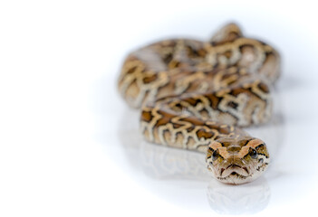 Burmese Python Isolated on white background