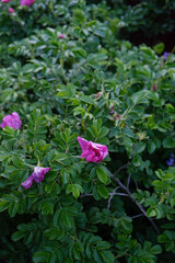 
green rosehip bush with pink flowers
